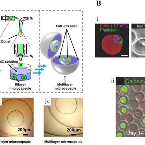 Microfluidics Carriers Made Of Chitosan And Dextran A I Schematic