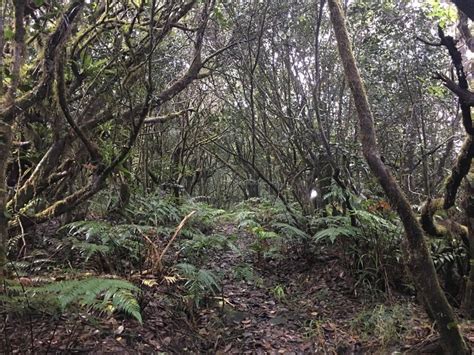 The Tradewinds Trail Traverses A Dwarf Forest Ecosystem Along Its Route