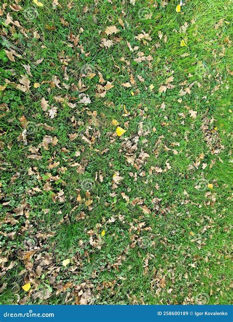 Yellow Leaves Lie On Green Grass In The Park Stock Image Image Of