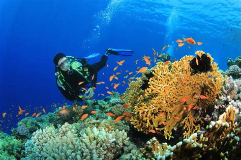 Scuba Diving Cabo San Lucas All You Need To Know La Isla Tour Cabo