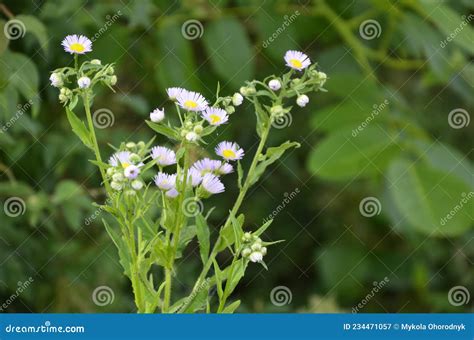 Flowers Of Annual Fleabane Erigeron Annuusbeautiful Erigeron Annuus