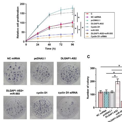 Dlgap As Mir Cyclin D Pathway Regulated The Proliferation Of