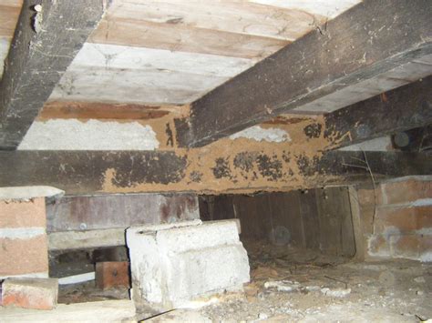 Termite Damage