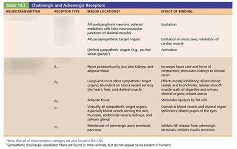 Cholinergic And Adrenergic Receptors Diagram Quizlet