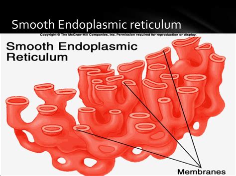 Ppt Cell Wall And Smooth Endoplasmic Reticulum Powerpoint Presentation Id2985048