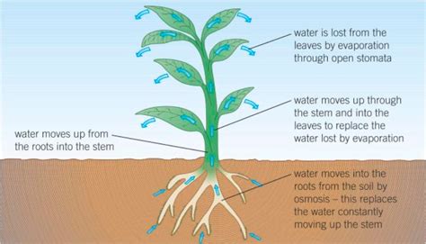 Labeled Diagram Of Transpiration Process Transpiration Affec