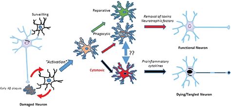 Figure 1 From Defining Microglial Phenotypes In Alzheimers Disease