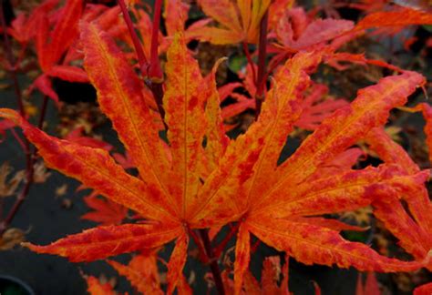 Acer Palmatum Mikazuki Variegated Japanese Maple Kigi Nursery