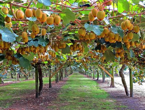 kiwi tree | Recent Photos The Commons Getty Collection Galleries World ...