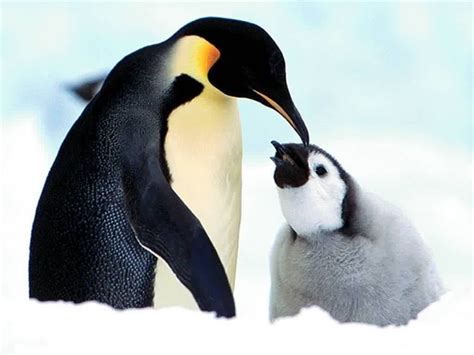 Image Of Baby Penguin At Sasnaggingblog Blog