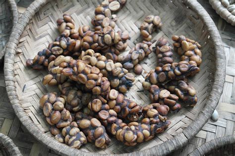 El café más caro del mundo descubre su origen y sabor único LaTazadeCafe