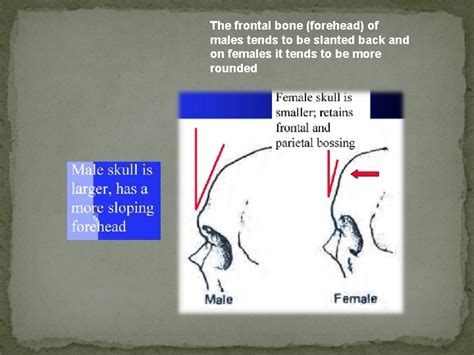 Sex Determination From Human Skeletal Remains Skull Pelvis