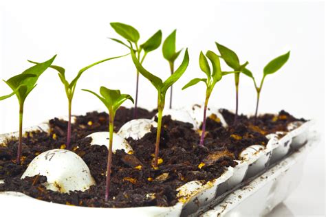 C Mo Germinar Semillas De Girasol Huerto En Casa