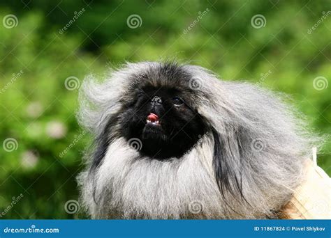 The Pekingese stock photo. Image of love, healthy, grass - 11867824