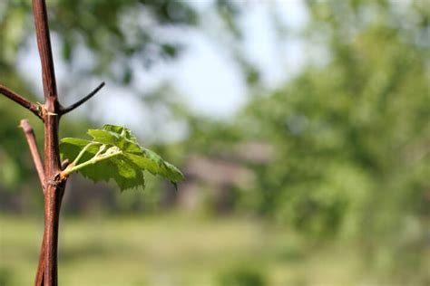 ᐅ Weinrebe durch Ableger vermehren so gelingt es Ihnen