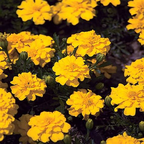 4 In Durango Yellow Marigold Plant 6 Pack 4846 The Home Depot