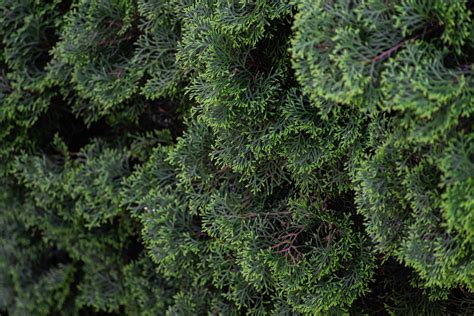 American Pillar Arborvitae Plant Care Plantly