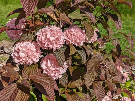 Viburnum plicatum F. plicatum ‘Pink Sensation’ – Secret Garden Growers