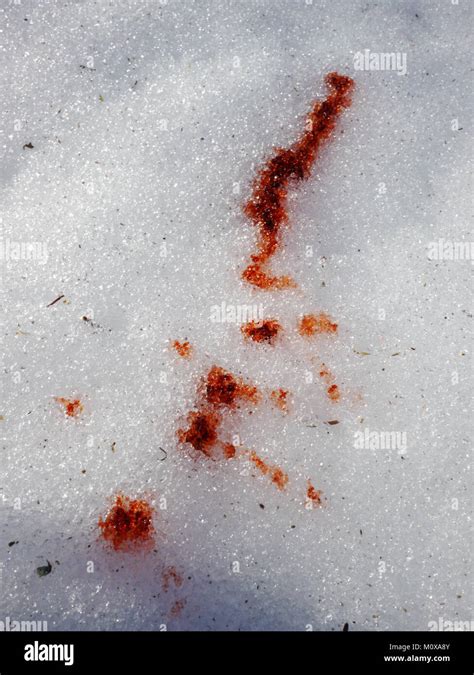 Blood Drops In Snow