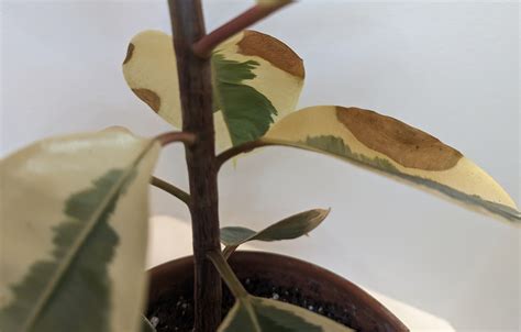 Rubber Plant Watering