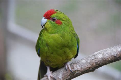 De Kakariki - voliere-info.nl | Parakeet, Bird lovers, Avian