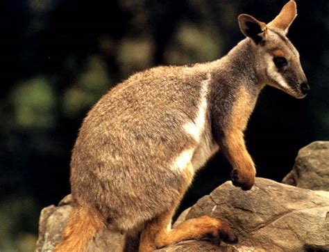Herbweb Wallabies A Young Wallaby