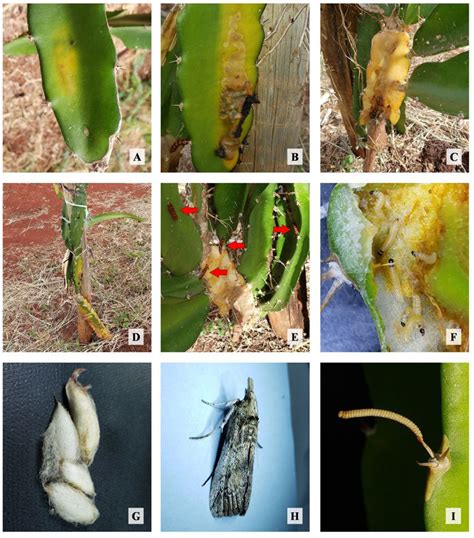 Dragon Fruit Damage Larvae And Adult Of Cactoblastis Cactorum Berg