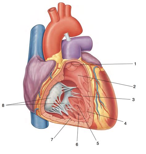 Right Ventricle Diagram Quizlet