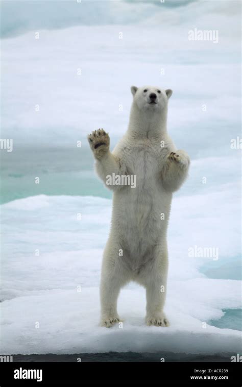 Polar Bear Standing On Hind Legs