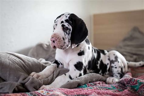 Top 6 Harlequin Great Dane Breeders That Don’t Joke