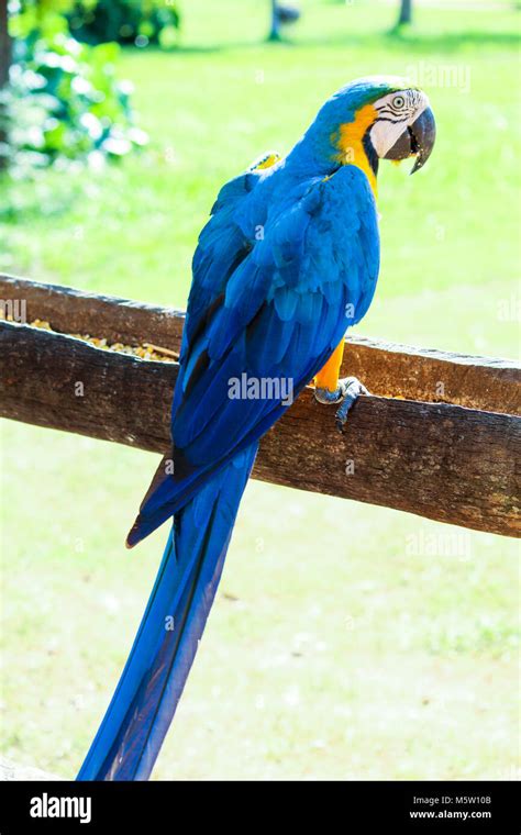 Arara Azul Stock Photo - Alamy