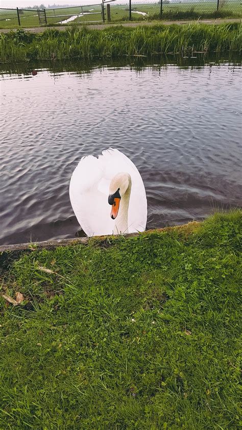 Amsterdam Cygne Lac Photo Gratuite Sur Pixabay Pixabay