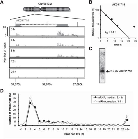 Figure From Genome Wide Determination Of Rna Stability Reveals