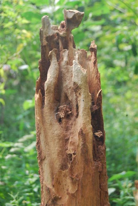 Dead Tree Trunks Are Still Stuck In The Garden Stock Image Image Of