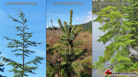 Western Hemlock Trees In Whistler