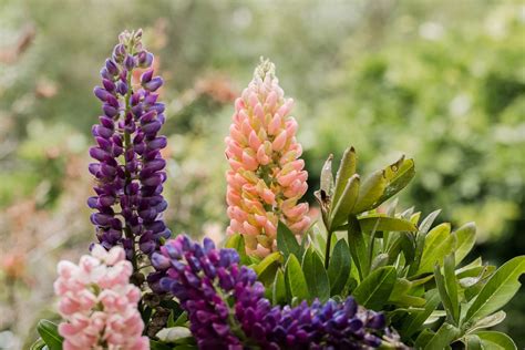 How To Grow And Care For Lupine Bluebonnet