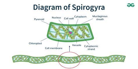 Diagram Of Spirogyra Structure And Reproduction Geeksforgeeks