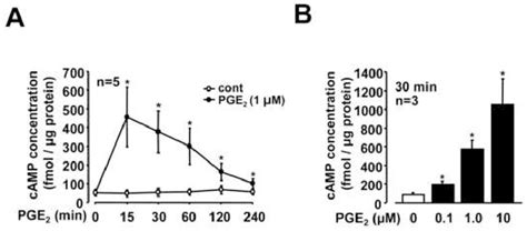 Figure From Prostaglandin E Activates Rap Via Ep Ep Receptors And