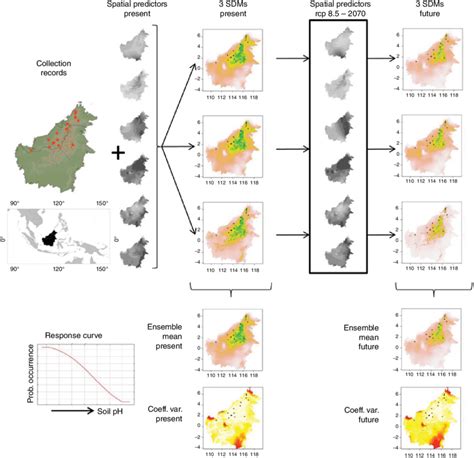 Species Distribution Model Sdm Workflow For Vaccinium Phillyreoides