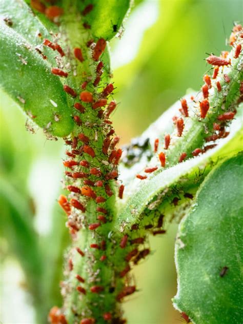 Get Rid Of Aphids Naturally With These 9 No Fail Solutions Garden Betty