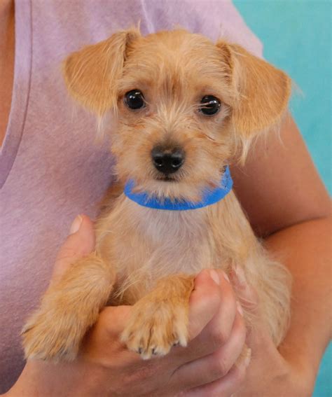 The Brady Bunch Puppies Debut For Adoption Today