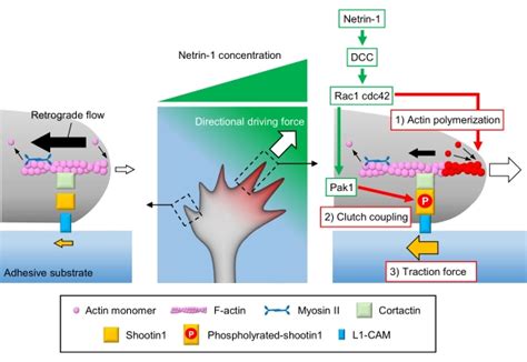 Analyses Of Actin Dynamics Clutch Coupling And Traction Force For