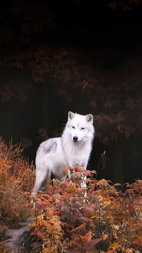 Winter Wolf Forest Wallpaper