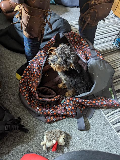 Puppies First Full Cut Advice. : r/schnoodle