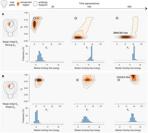 Figures And Data In Role Of Framework Mutations And Antibody