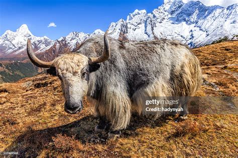 Yak On The Trail Mount Ama Dablam On Background Nepal High Res Stock