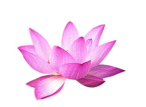 Nelumbo nucifera Computer file - Lotus flower decoration png download - 1091*800 - Free ...