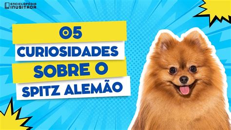 05 Curiosidades do Spitz Alemão Lulu da Pomerânia YouTube