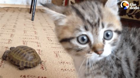 Kitten Meets Turtle Has No Idea What To Make Of Him The Dodo Youtube