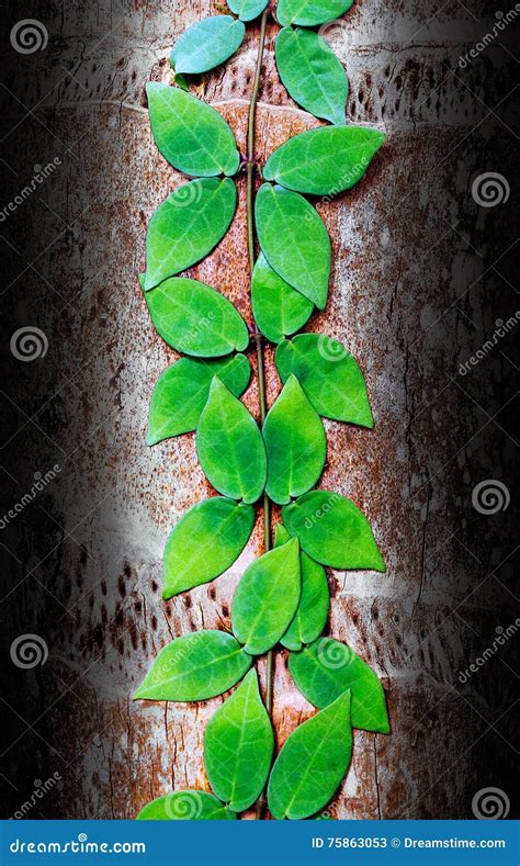 Creeper plant stock image. Image of tree, flora, leaves - 75863053